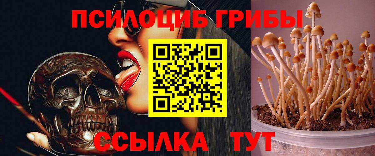 цены наркотик  Вход с VPN  Ртищево  Галлюциногенные грибы Magic Shrooms 